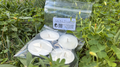 Tasters (4-Pack of Tealights)