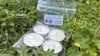 Tasters (4-Pack of Tealights)